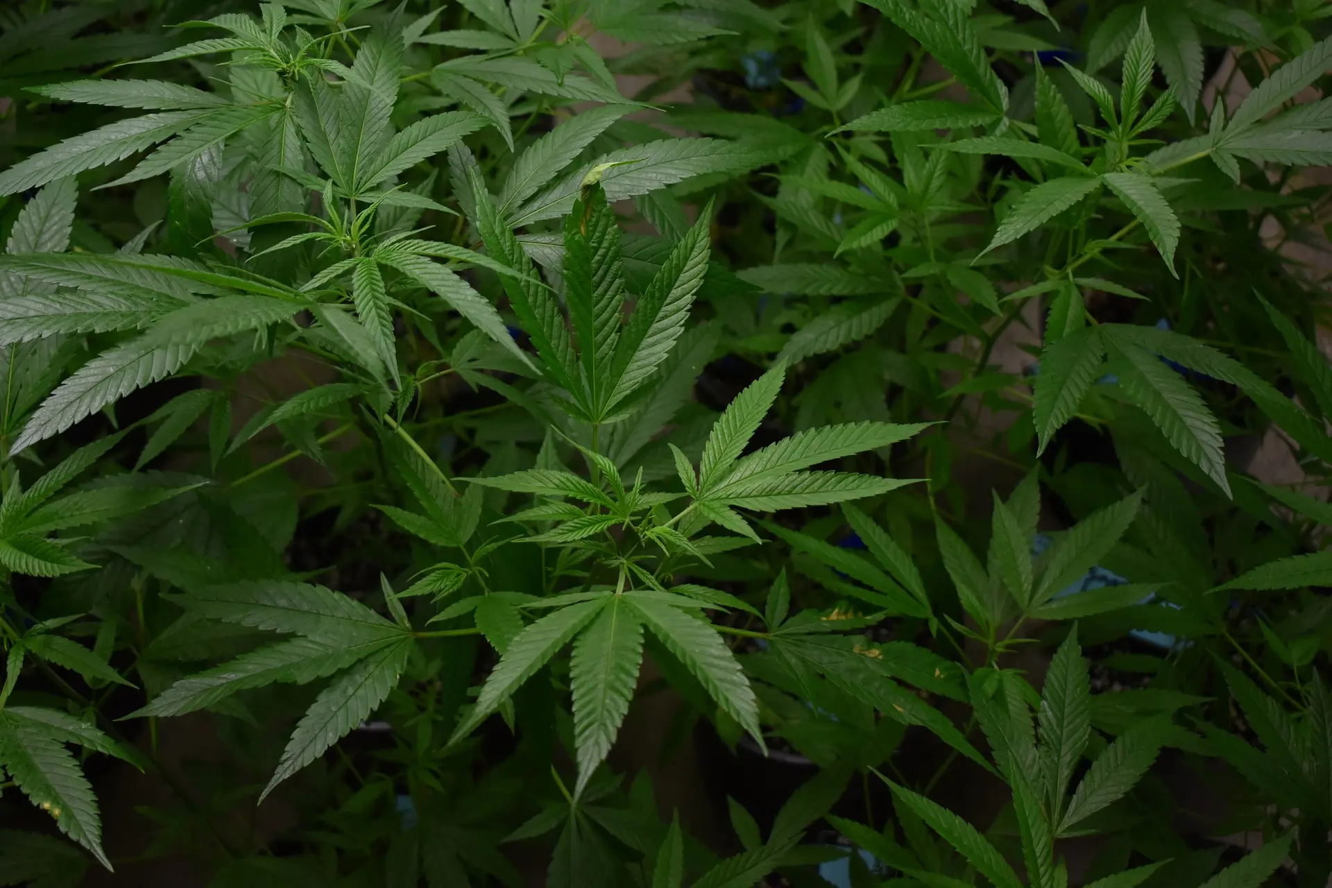 Medical cannabis